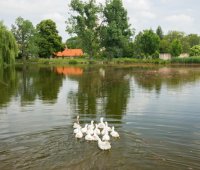 Odbahnění a revitalizace návesního rybníku Štolmíř                           